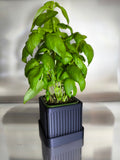 Vaso Minimalista "Linea Black" para Plantas e Ervas Aromáticas