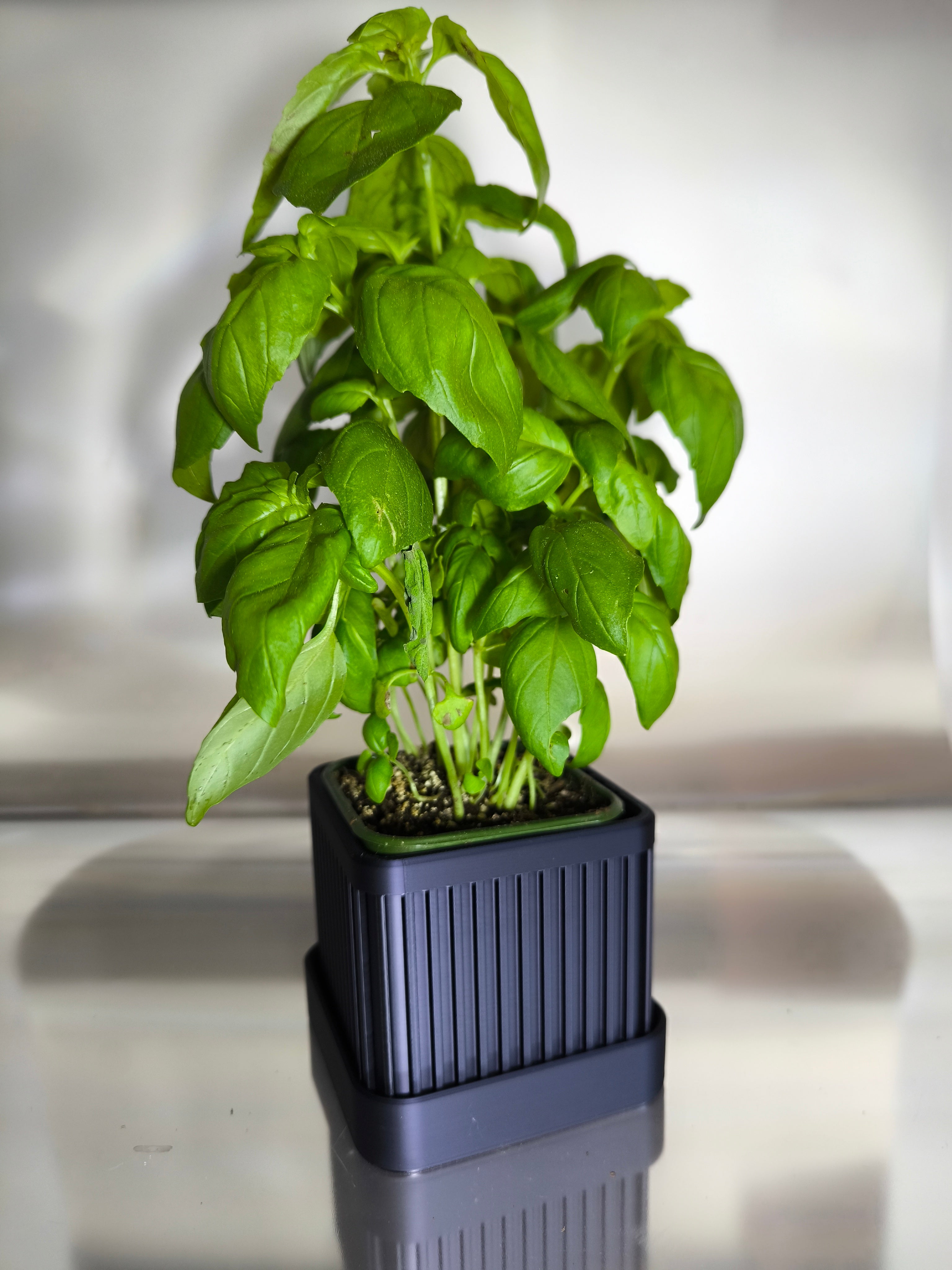 Vaso Minimalista "Linea Black" para Plantas e Ervas Aromáticas